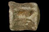 Fossil Mosasaur (Platecarpus) Caudal Vertebra - Kansas #136491-2